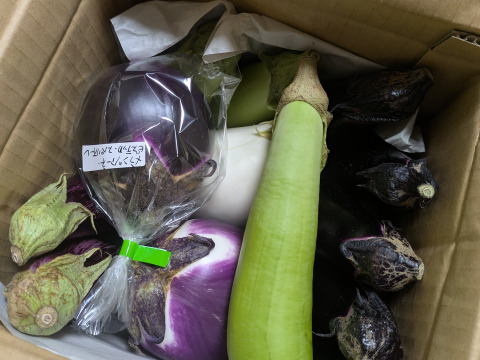 ～奈良からお届け～今が旬！いろんなナス食べ比べセット（計12本）