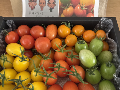 【定期便で５％お得】カラフルで甘いミニトマトの【おまかせ】詰め合わせセット（１ｋｇ）新鮮配送！ 完熟ツヤツヤ！魔法の美味しさ！【トマト食べ比べ】