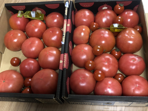 予約1月下旬から順次発送【特別栽培農産物の取得】　＼訳あり／受賞歴３回！ソムリエトマト2kg前後（8～16玉) ①のオマケ❗️ソムリエミニトマト　プラチナ