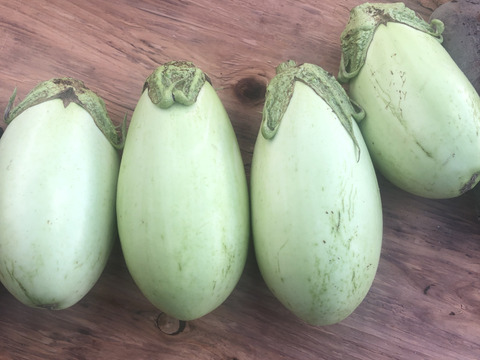 すべて農薬不使用の旬のチョットずつ野菜セット✨美味しいをお届け【数量限定】