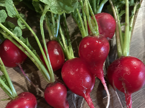 【期間限定】そのままパクっと！おつまみラディッシュ（葉付き20個）