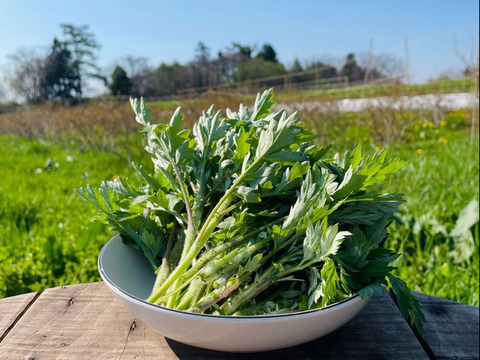 【北海道産】よもぎ生葉 100g（自然栽培）