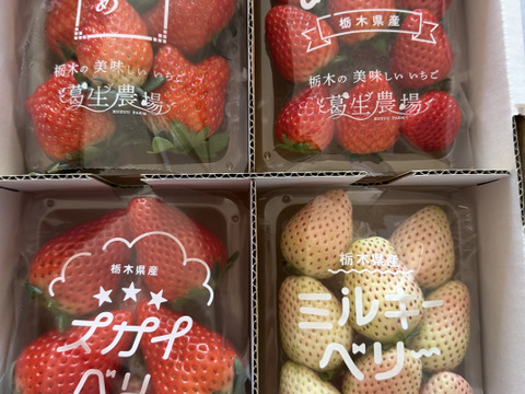 【3/16以降発送分はお得な春イチゴ販売中！】【食べチョク限定】摘みたて直送！ミルキーベリー入り！とちぎのいちご4種詰め合わせセット（4パック）（260ｇ×4パック）【いちご食べ比べ】