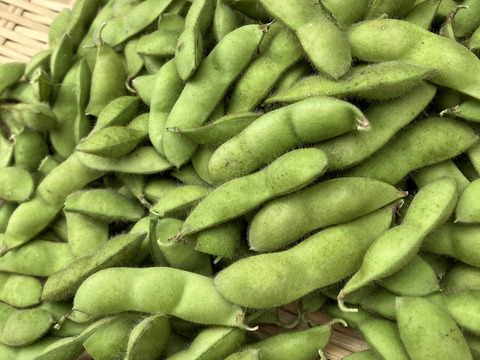 最終便‼️【この時期しか食べれません‼️】怪豆黒頭巾‼️丹波産黒早生枝豆❗️1kg入‼️8月11日金曜日発送‼️