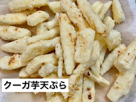 【予約販売開始!!】今が旬の琉球自然薯(クーガ芋)土付き/(1.5kg)