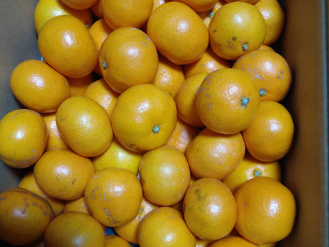 越冬蔵出しみかん　小玉5キロ　有田みかん