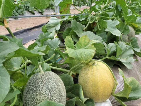 希少!!　幻の『優香メロン』４玉入り４㎏