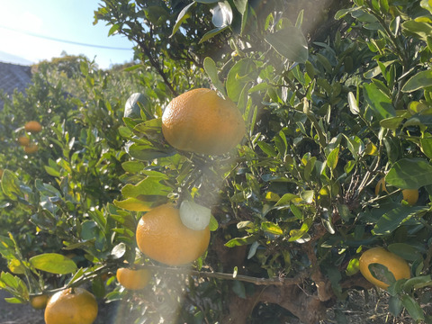 香りバツグン！【ピール用皮】柑橘王国愛媛の伊予柑皮1kg