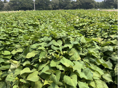 熟成1ヶ月『さつまいも』遠州金時20㎏土付き