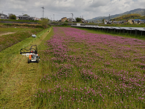 自然栽培米　一厘（いちりん）　Ｓ　玄米１０ｋｇ１袋