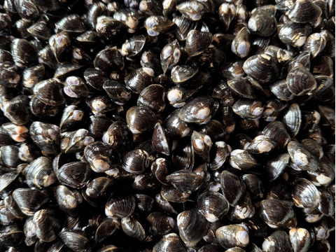 【わけあり大特価】十三湖産大和しじみ2kg