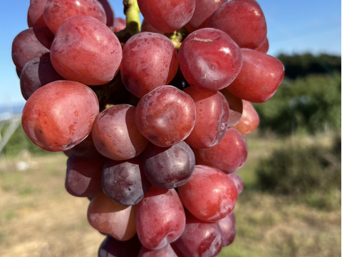 まるせい果樹園のぶどう　富士の輝きとシャインマスカット　1.5ｋ　化粧箱　自家用　贈答用　(2～4房)　bh2
