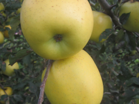 10月中旬今が旬！！味も美味しい黄色いりんご「もりの輝き」　訳あり　ご家庭専用　3キロコース