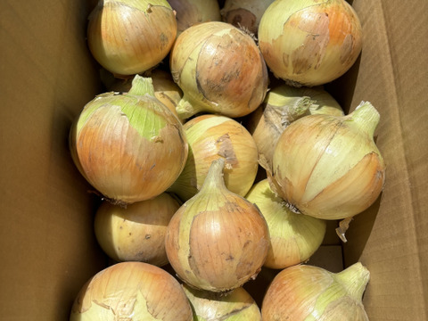 淡路島完熟玉ねぎ 中生10kg