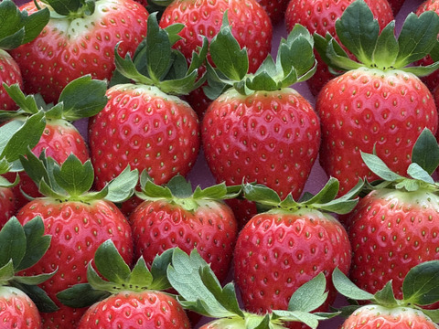 朝採れ、完熟収穫いちご　まりひめ　1～2月発送　250g × 2p