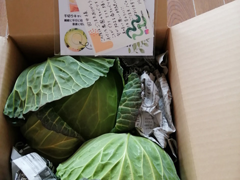 キャベツ6玉 愛知県産 大～中サイズ （本春キャベツ（6玉サイズ