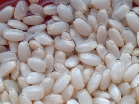一等米【味比べ 】令和5年産【コシヒカリ玄米2kg &  マンゲツモチ玄米2kg】特別栽培米・有機質肥料のみ・動物性堆肥不使用・低農薬（80％以上削減）