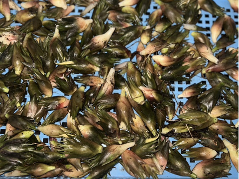群馬県産　ミョウガ ミョウガ 600g超 群馬県産 無農薬 - メルカリ