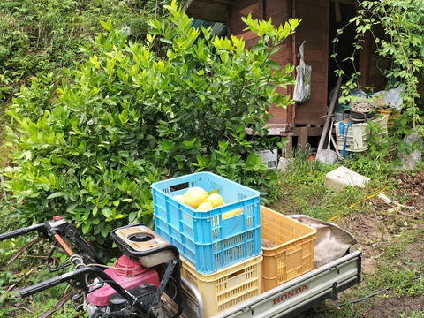 広島県産！木なり夏レモン(約19〜20個、ゆうパック80サイズ)：広島県産