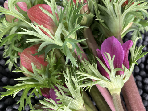 《アネモネ》12本束2セット
10日間の日持ちは当たり前💐