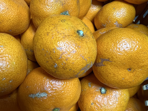 【農薬不使用ノーワックス】ご家庭用⭐︎青島みかん4kg