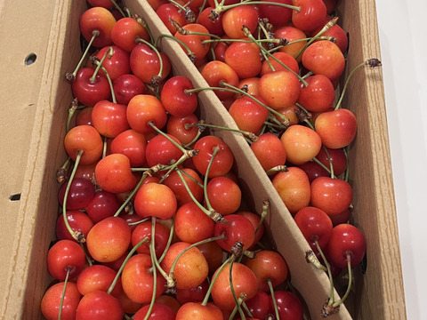 ⭐︎26日まで⭐︎【紅秀峰】家庭用グラデーションセット 🍒1キロ