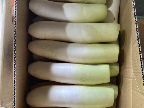 三浦農家直送！カット青首大根正味15kg