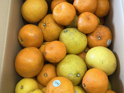 鹿児島県産「8種のみかん柑橘詰め合わせ」【柑橘食べ比べ】箱込み10㎏