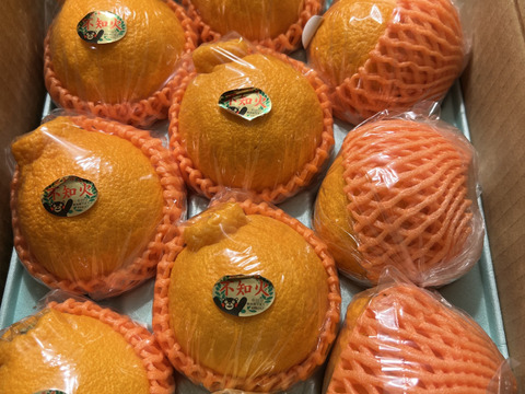 めちゃ大人気❗️不知火デコ柑2、5キロ7〜12玉