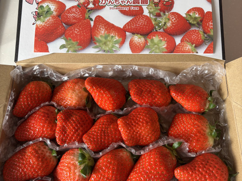 大粒!!新鮮朝採りいちご 愛媛県産 かんちゃん農園の甘いいちご 18-22粒入り 650g