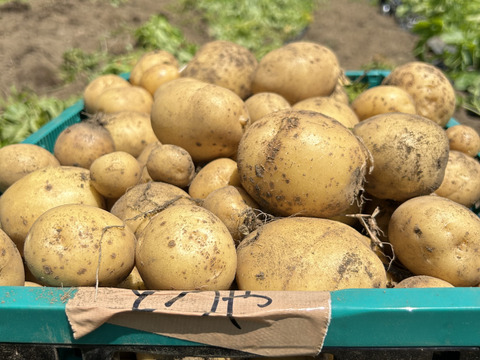 初収穫 寄居発 華麗じゃが芋 5kg しっとり品種