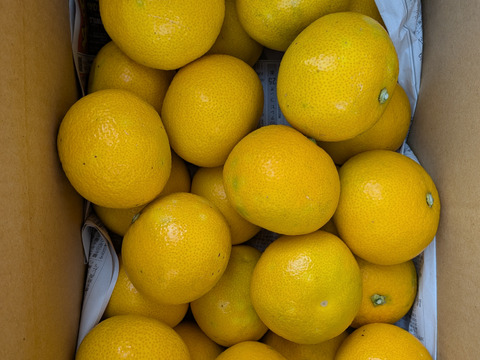 最小限の農薬除草剤未使用　和歌山県橋本市産　ご家庭用八朔サイズS直径約7.3cm前後(約5キロ箱込み)