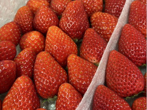 プチ豪華ないちごの食べ比べセット
スカイベリー・とちおとめ・とちあいか