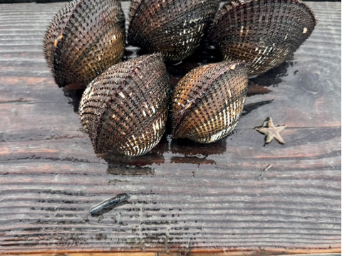 天然活赤貝！周防大島産！中小サイズセット