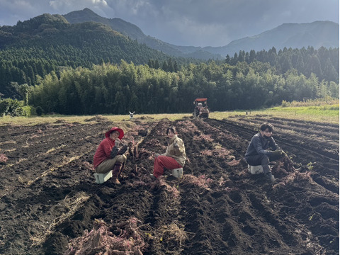 ◆絶品！南阿蘇村◆星ヶ峰農園の熟成紅はるか◆Sサイズ5㎏◆