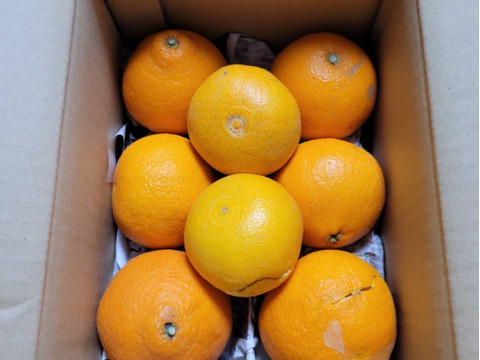 【ゼリーのようなプルプル食感】まどんな 2kg【家庭用】【冬ギフト】