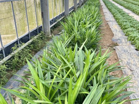 東洋のバニラ！沖縄県産 パンダンリーフ【1kg】：沖縄県産の