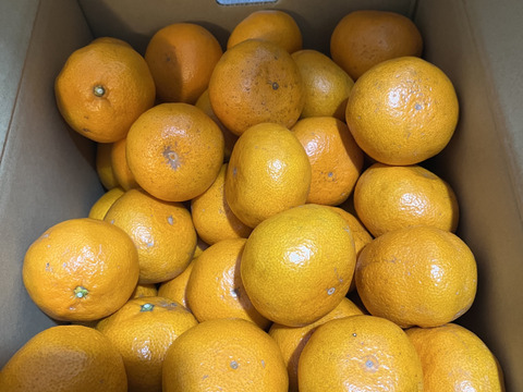 【柑橘食べ比べ】糖度１３度以上　樹上完熟・濃厚　田口・石地（2L以上）　10kg