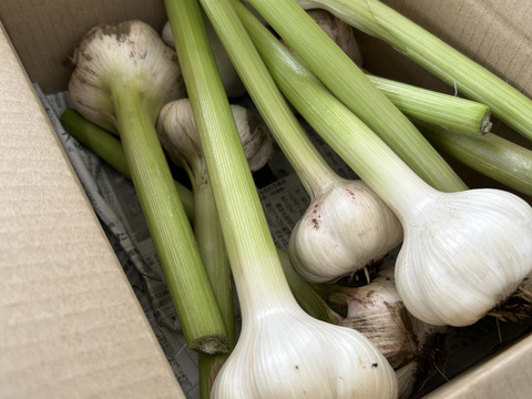 生ニンニク1.2kg 農薬化学肥料不使用