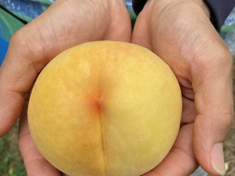 【2025年ラスト・ご自宅用】黄金桃★マンゴーの様なとろける果肉の黄色い桃です（2㎏箱）