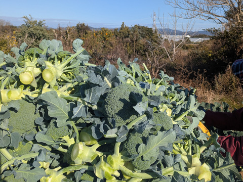 ブロッコリー６つ　春キャベツ３つ
（増量ともちゃんセット）