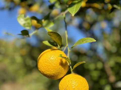 鹿児島県産　甘くて爽やか！【黄金柑】3ｋｇ程度