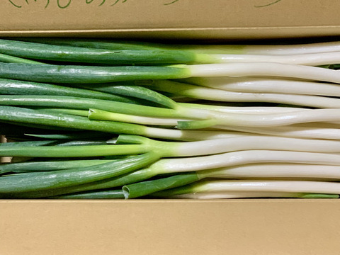 外身より中身に気づくは、粋の極み！規格外　Mサイズ（40本）