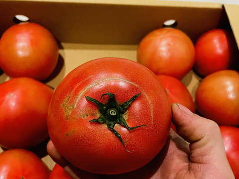 【お得な予約商品3月〜】完熟トマトと訳ありのミックス　約4kg (15〜36玉)【福岡県産トマト】