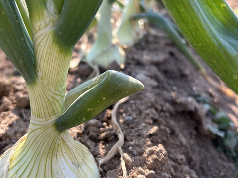 カラダよろこぶ‼︎　野菜セット