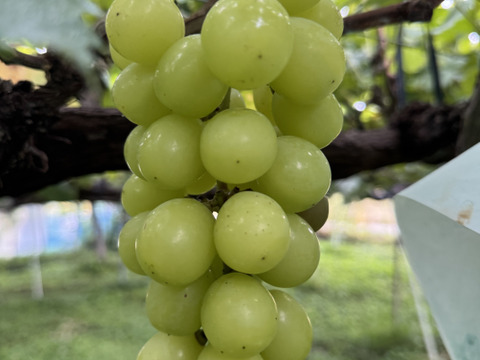 【大好評】【最短翌日発送】とっても甘くてジューシーなシャインマスカット！
【ご家庭用】 ２㎏以上
S-k2