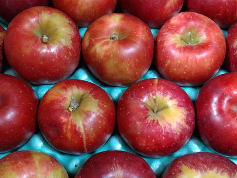 【在庫限り・残りわずか!!】人気の紅玉!!家庭用🍎約4.5Kg　そのままお召し上がり可能。スイーツ、お菓子　青森県産　りんご　リンゴ　林檎　せなり