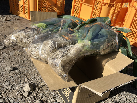 生粋の下仁田ネギ(Lサイズ以上10-12本)