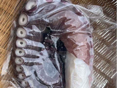 超特大‼️ミズダコ足‼️ 一本物❗️青森の超特大ミズダコ