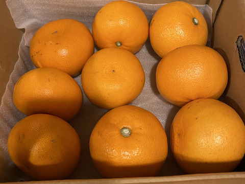 【みかんGP2026最高金賞】愛果48号【新品種】甘平×まどんな【紅プリンセスと同品種】家庭用 2kg